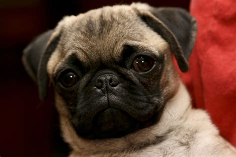Pugs Are The Best Dogs Cute Names For Dogs Pugs Pug Puppies