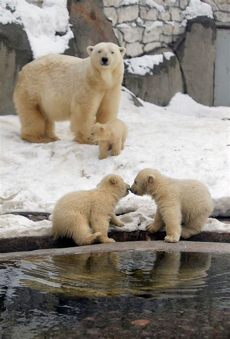Twin polar bear cubs explore their enclosure under the watchful eye of their mother giovanna at tierpark hellabrunn in munich, march 19, 2014. 14 best images about Animals on Pinterest