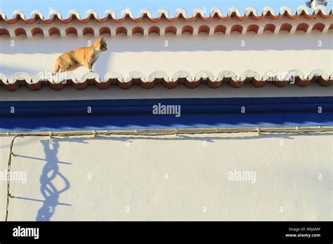 Cat On A Roof Lagos Algarve Southern Portugal Europe Stock Photo