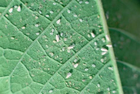 Whitefly Infestation Photograph By David Roachscience Photo Library