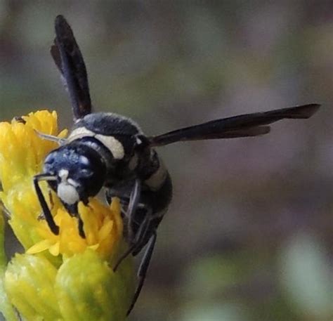 Black And White Wasp Euodynerus Megaera Bugguidenet