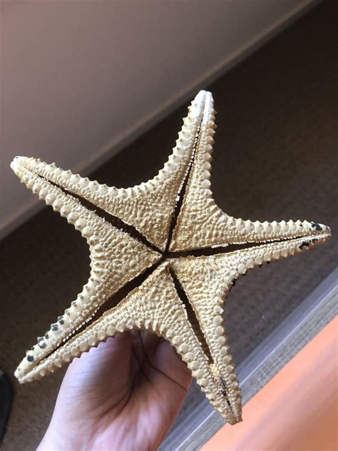 The Underside Of A Dried Starfish That My Mum Has Had Since She Was A