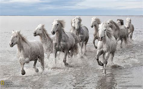 Wild Horses France National Geographic Wallpaper 1920x1200 Download