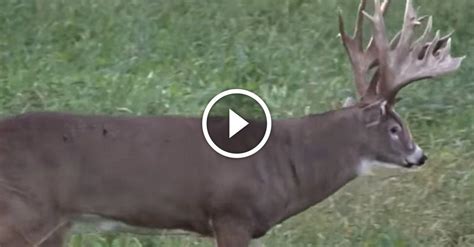 The Joe Franz Record Buck — Hear The Story Of The Largest Whitetail