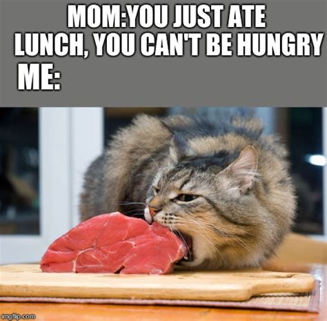 Image Tagged In Hungry Cat Imgflip