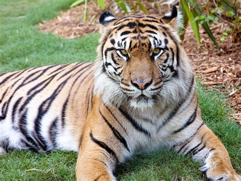 Sumatran Tiger Facts Range Habitat Diet Lifespan Images