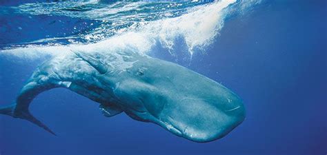 The Sperm Whales Deadly Call Science Smithsonian