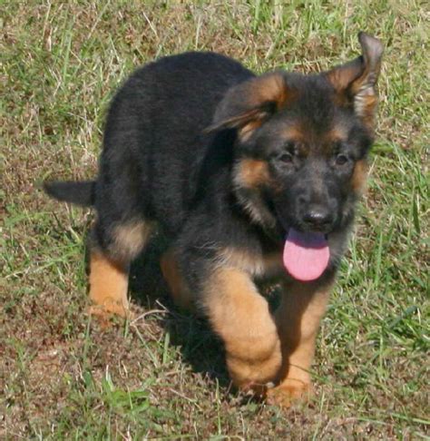 They are nearly 8 weeks old. German Shepherd Puppies For Sale Near Me | PETSIDI