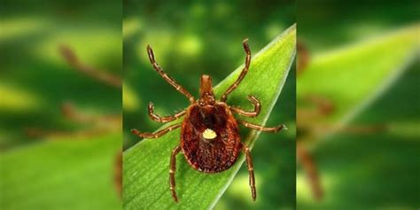 Medical Moment How A Tick Bite Can Make You Allergic To Red Meat