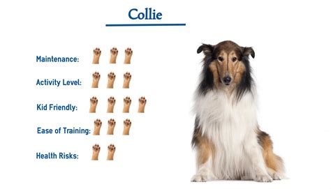 Collie Dog Breed Everything You Need To Know At A Glance