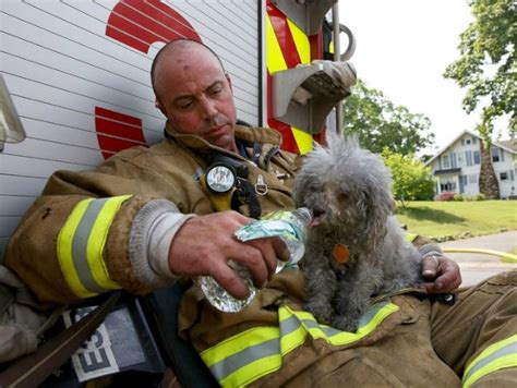 These Amazing Animal Rescue Stories Will Restore Your Faith In Humanity