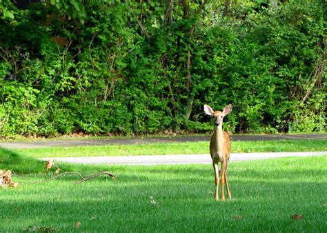 A Fawn In The Suburbs Smithsonian Photo Contest Smithsonian Magazine