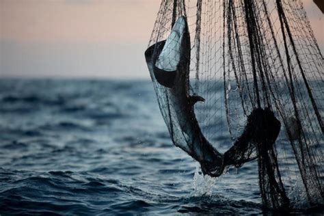 La Pesca Industrial Arrasa El Océano Índico Noticias Ambientales