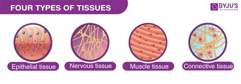Four Types Of Tissue Membranes