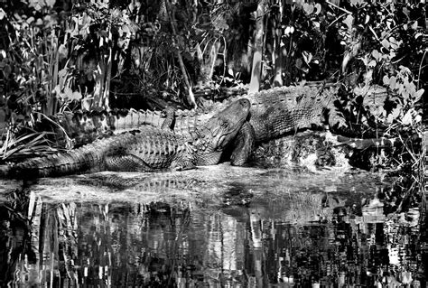 Gator Love © 2002big Cypress Gallery Clyde Butcher Black And White
