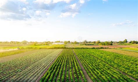 Beautiful Landscape Of Farm Fields Cultivation Of Crops Production Of