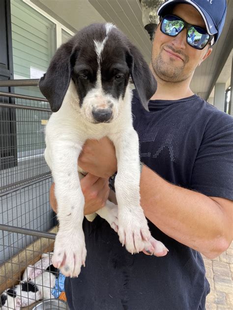 The great dane is believed to have dated back as far as 2200 b.c. Great Dane Puppies For Sale | Sanford, FL #331668