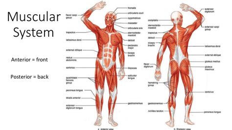 A number of our articles discuss specific muscles or groups of muscles, so you can use this as a convenient reference. Muscular System