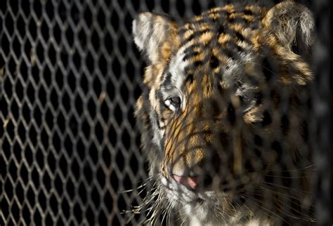 Woman Charged With Animal Cruelty After Tiger Found In Rinky Dink
