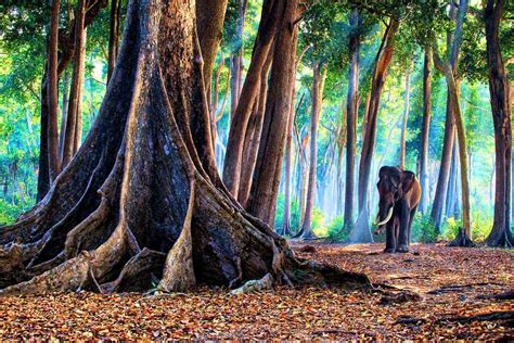 Lungs Of Our Planet Rainforests In India Tripoto