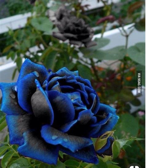 Real Black And Royal Blue Roses You Said I Get Them You Lied So I