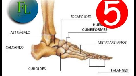 Anatomía Huesos Del Pie Anatomía Higiene Y Seguridad En El Trabajo