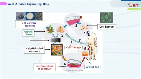 Biomedical Engineering 1 Introduction To Tissue Engineering Ust