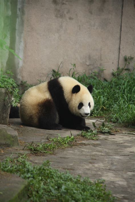 Bisarbeat Pictures Of Panda Base At Chengdu China
