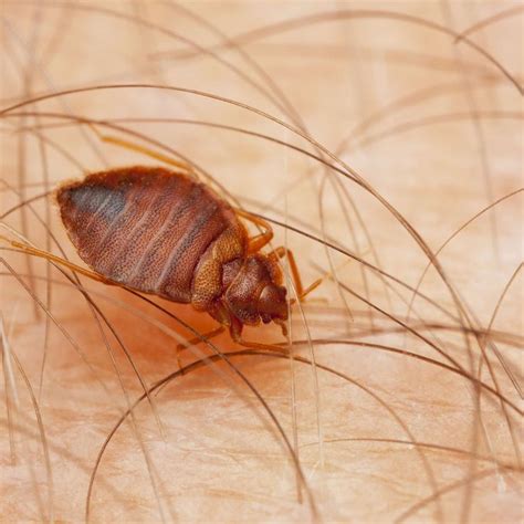 These Are The Most Bed Bug Infested Cities In America Bed Bugs Bed
