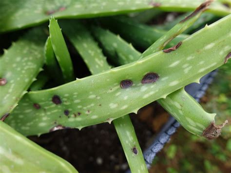 Flickriver Photoset Aloe Vera Leaf Spots And Blight By Plant Pests