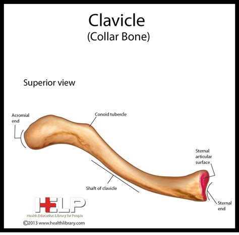 Clavicle Labeled Diagram