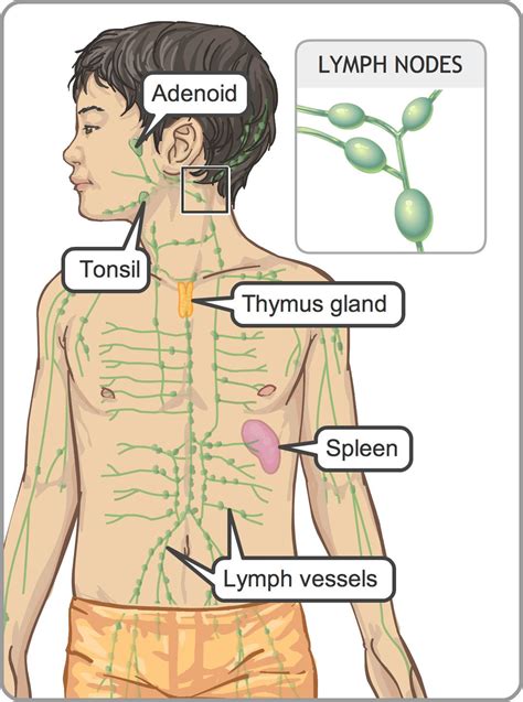 Achy Lymph Nodes Under Arms The Request Could Not Be Satisfied