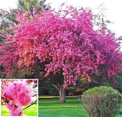Kwanzan Cherry — Affordable Trees