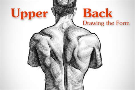 Pain in the upper back between the shoulder blades is often experienced due to the pec minor pay attention to your posture! How to Draw Upper Back Muscles - Form | Proko