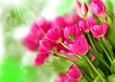 Pink Tulips Android Iphone Desktop Hd Backgrounds Wallpapers