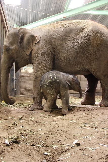 The Abq Biopark Zoo Welcomed A New Elephant Calf Early The Morning Of
