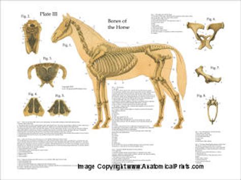 Horse Anatomy Laminated Poster Set Clinical Charts And Supplies