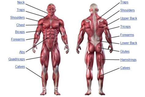All muscle on body front. Dumbbell Only Home Or Gym Full Body Workout | Muscle ...
