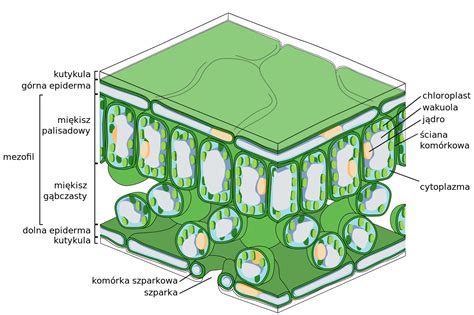 All the different parts of a leaf with their structure and functions explained through labeled diagram. File:Leaf Tissue Structure-pl.svg - Wikimedia Commons