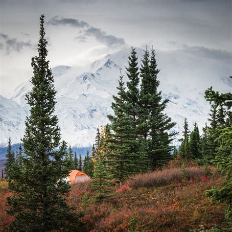 Camping In Denali National Park Facing Mt Mckinley Stock Image Image