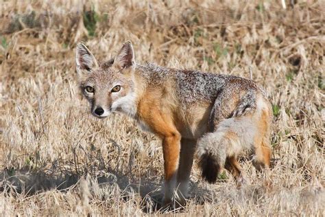 Populations Of Swift Foxes Booming In Wyoming Growing In