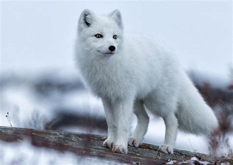 Arctic Fox Ecology Prime