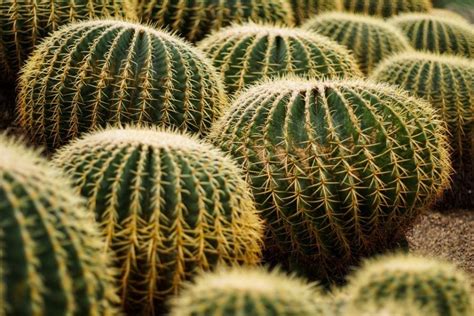 The body of a cactus actually swells in times of moisture so that it can store the much needed water for later. 4 Potential Reasons Your Cactus Is Turning Yellow - The ...
