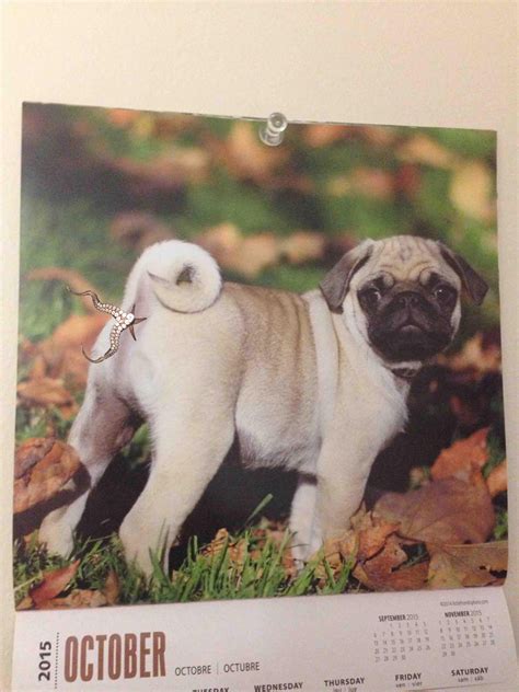 This Pug Either Has No Butthole Or Someone Photoshopped It
