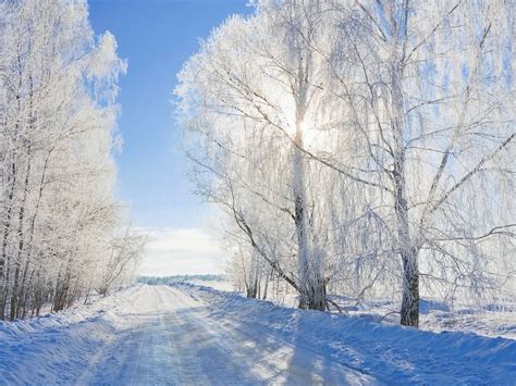 Sunny Winter Trees Wallpapers Wallpaper Cave