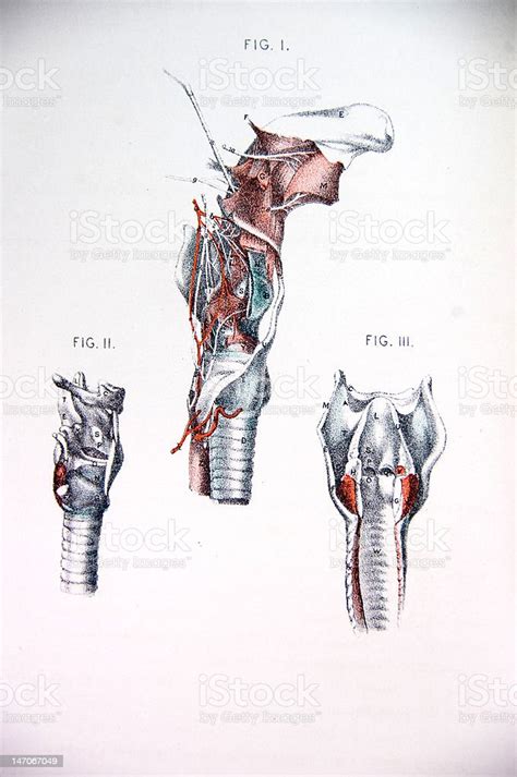 Lithograph Illustration Anatomy Of The Human Throat Stockvectorkunst En