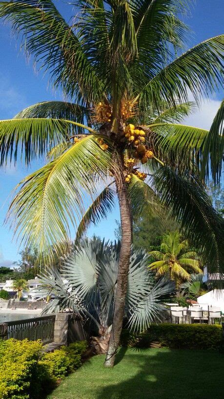 Coconut Tree Ine Mauritius Coconut Tree Tree Mauritius