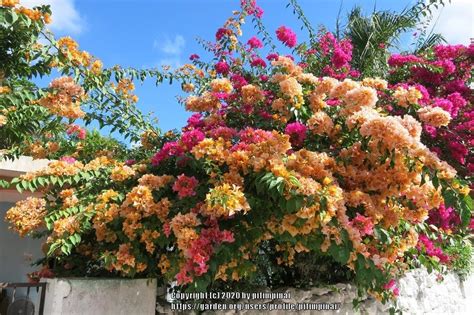 Bougainvilleas Plant Care And Collection Of Varieties