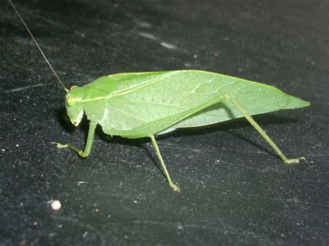Insects That Look Like Leaves Pictures To Pin On Pinterest Pinsdaddy