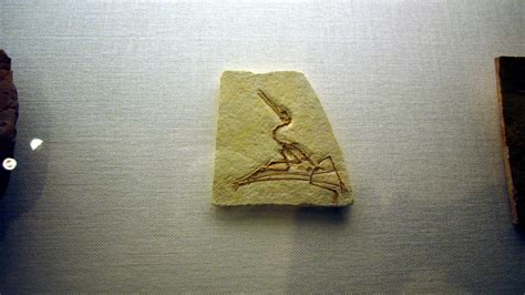 Cearadactylus is a genus of large early cretaceous albian pterosaurs from south america the only known species is cearadactylus atrox described and named. Royalty free photos of the Carthago Gallery